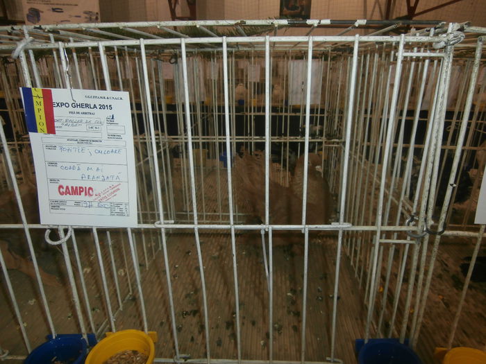 P2060031 - S- Expozitie Gherla 2015