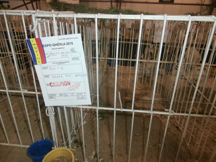 P2060032 - S- Expozitie Gherla 2015