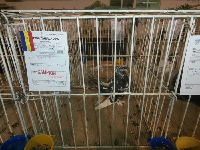 P2060033 - S- Expozitie Gherla 2015