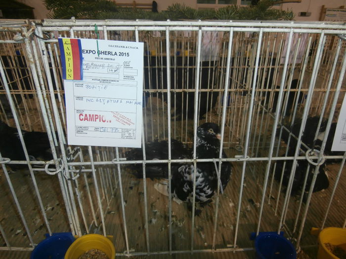 P2060034 - S- Expozitie Gherla 2015