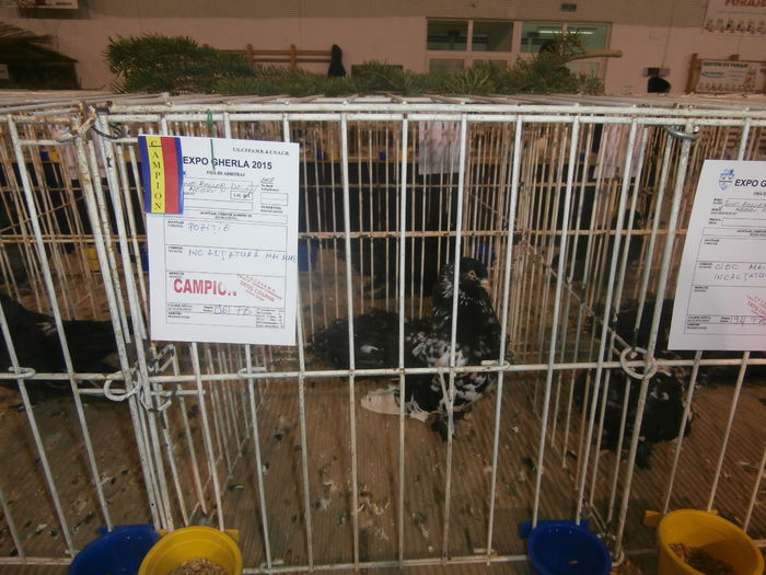 P2060035 - S- Expozitie Gherla 2015