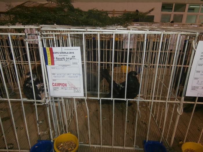 P2060037 - S- Expozitie Gherla 2015