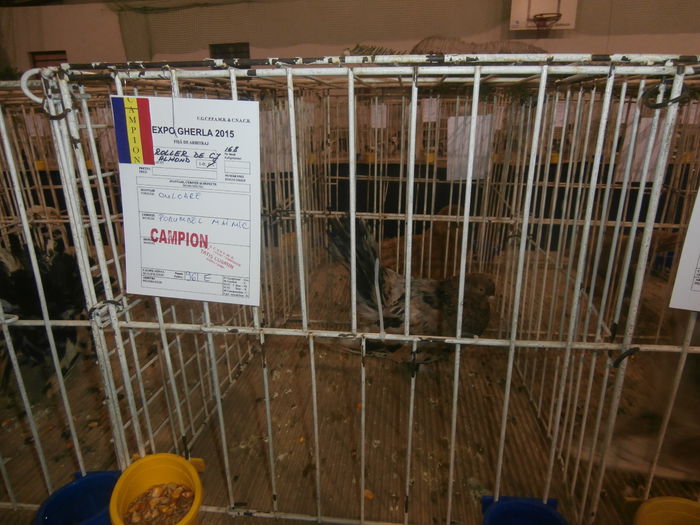 P2060038 - S- Expozitie Gherla 2015