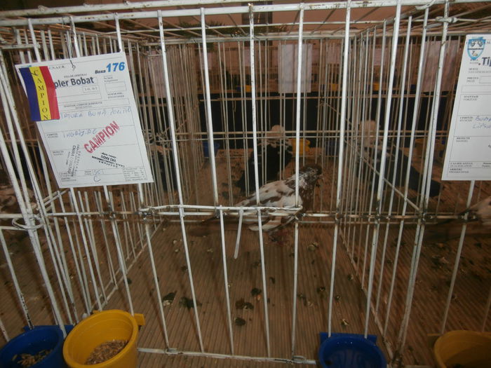 P2060042 - S- Expozitie Gherla 2015