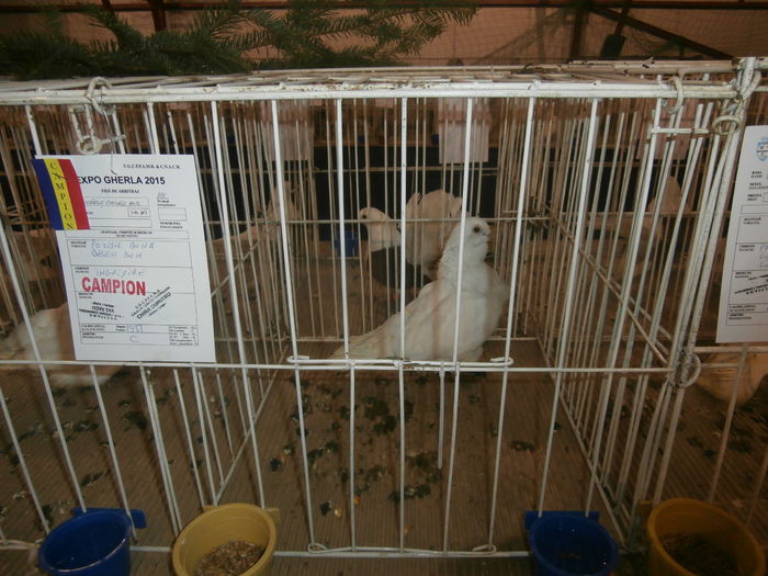 P2060043 - S- Expozitie Gherla 2015