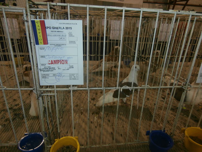 P2060046 - S- Expozitie Gherla 2015