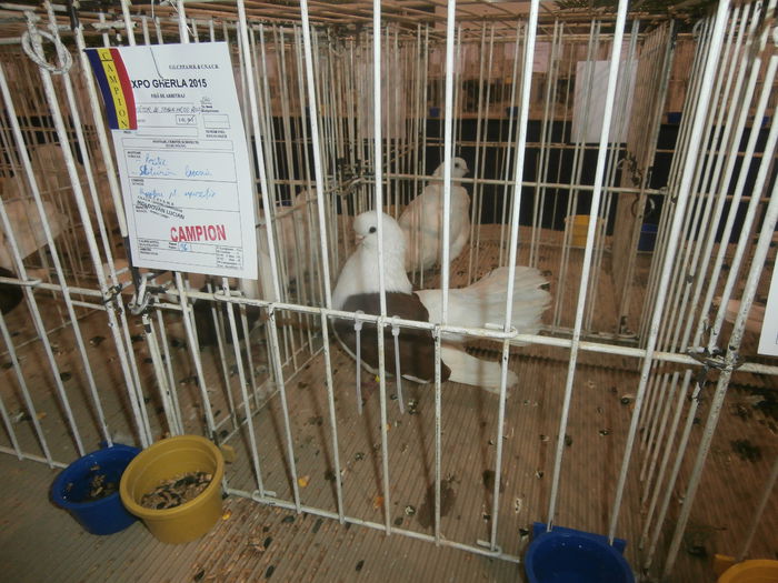 P2060053 - S- Expozitie Gherla 2015