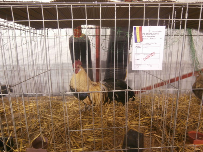 P2060061 - S- Expozitie Gherla 2015