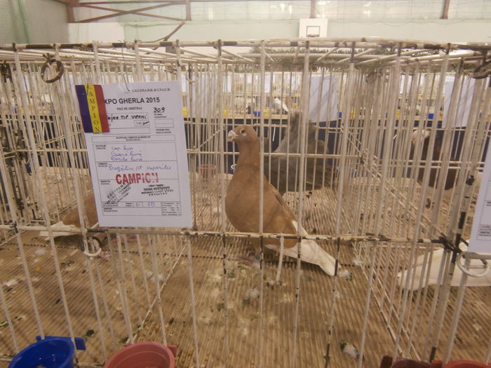 P2060065 - S- Expozitie Gherla 2015