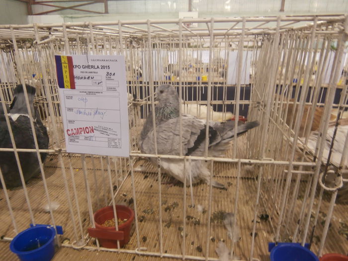 P2060070 - S- Expozitie Gherla 2015