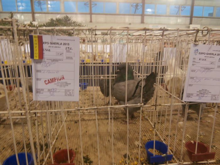 P2060071 - S- Expozitie Gherla 2015