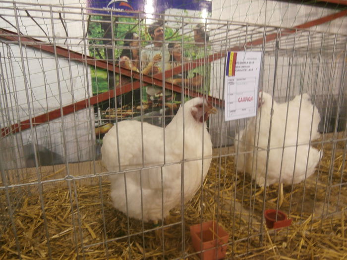 P2060072 - S- Expozitie Gherla 2015