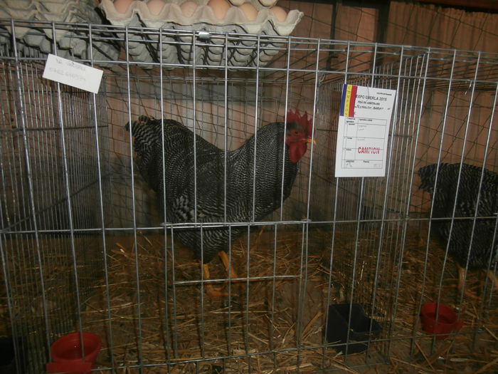 P2060075 - S- Expozitie Gherla 2015