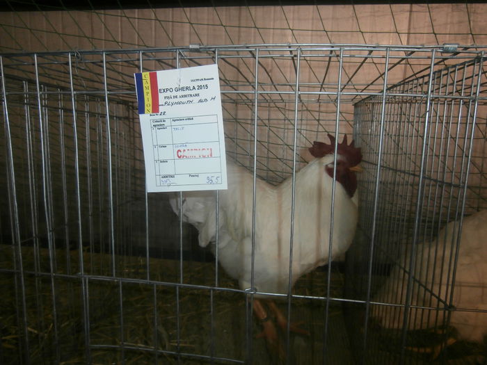 P2060078 - S- Expozitie Gherla 2015