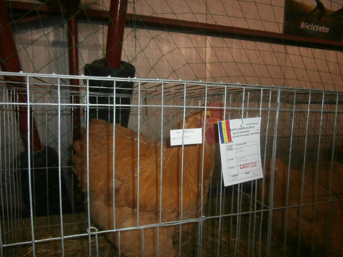 P2060079 - S- Expozitie Gherla 2015