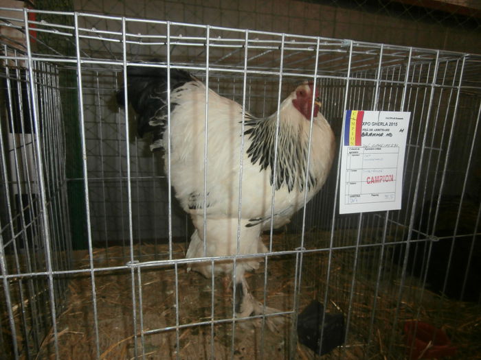 P2060082 - S- Expozitie Gherla 2015