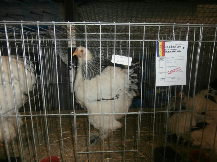 P2060083 - S- Expozitie Gherla 2015