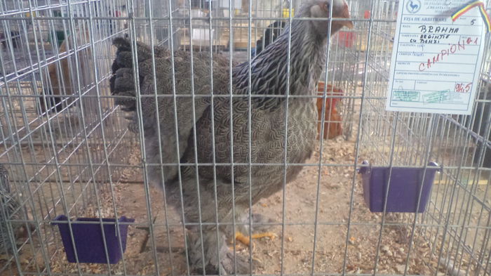 EXEMPȘARE, DE LA BAIA-MARE; EXPOZITIA 6-8 FEBRUARIE ?
