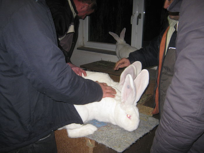 Jorj Geburstag 2015 005 - vizita crescatoriilor de iepuri oradea
