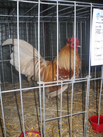 DSCN0269 - EXPO GHERLA 2015