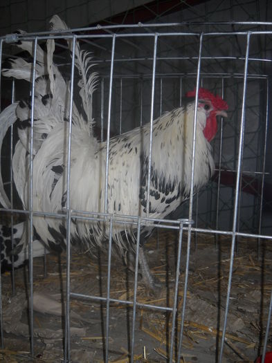 DSCN0275 - EXPO GHERLA 2015
