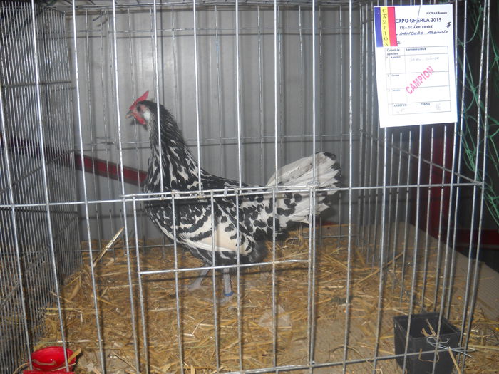 DSCN0277 - EXPO GHERLA 2015