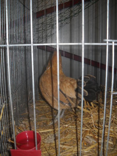 DSCN0278 - EXPO GHERLA 2015