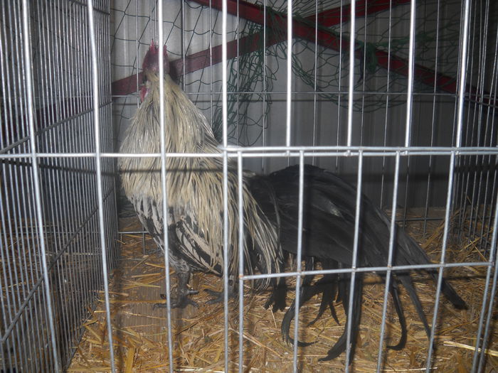 DSCN0280 - EXPO GHERLA 2015