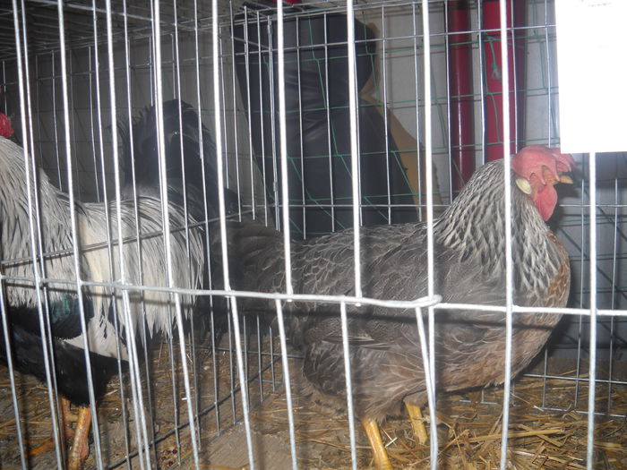 DSCN0288 - EXPO GHERLA 2015