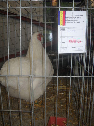 DSCN0294 - EXPO GHERLA 2015