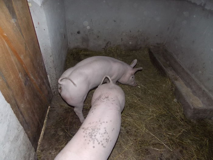 14saptamani-pietrain; 60 kg.
