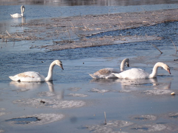 SAM_9180 - LEBEDE PE ARANCA