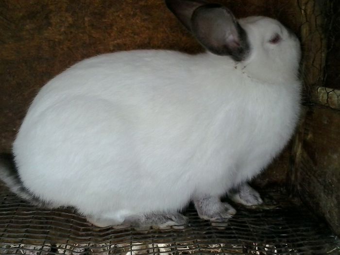 2015-02-09 11.19.33 - Iepuri MATCA 2015-2016