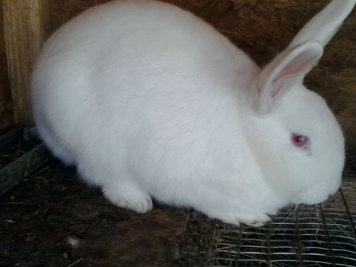 2015-02-09 11.20.45 - Iepuri MATCA 2015-2016