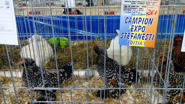 IMG_20150131_011413 - EXPO STEFANESTI EDITIA A-II-A  2016 IAN 27 01 2016  31 01 2016
