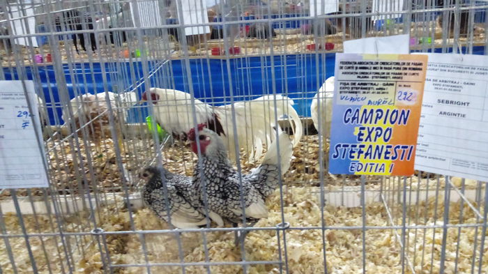 IMG_20150131_011042 - EXPO STEFANESTI EDITIA A-II-A  2016 IAN 27 01 2016  31 01 2016