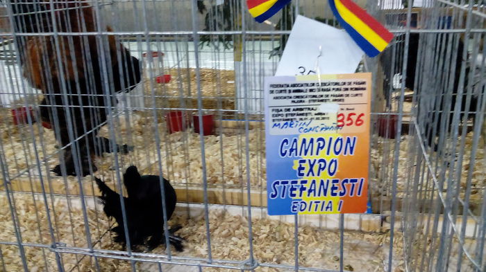 IMG_20150131_010707 - EXPO STEFANESTI EDITIA A-II-A  2016 IAN 27 01 2016  31 01 2016