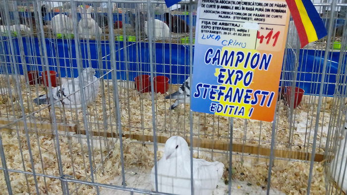 IMG_20150131_010109 - EXPO STEFANESTI EDITIA A-II-A  2016 IAN 27 01 2016  31 01 2016
