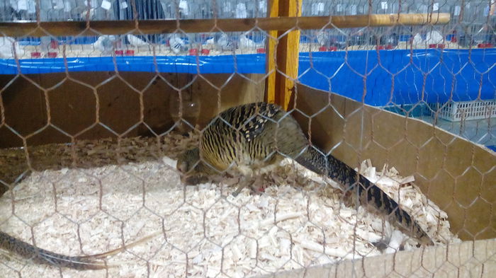 IMG_20150130_211317 - EXPO STEFANESTI EDITIA A-II-A  2016 IAN 27 01 2016  31 01 2016