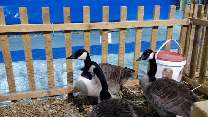 IMG_20150131_005758 - EXPO STEFANESTI EDITIA A-II-A  2016 IAN 27 01 2016  31 01 2016