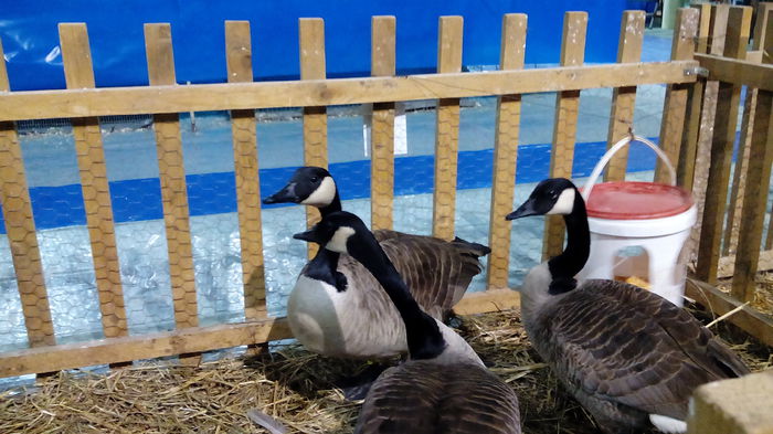 IMG_20150131_005746 - EXPO STEFANESTI EDITIA A-II-A  2016 IAN 27 01 2016  31 01 2016