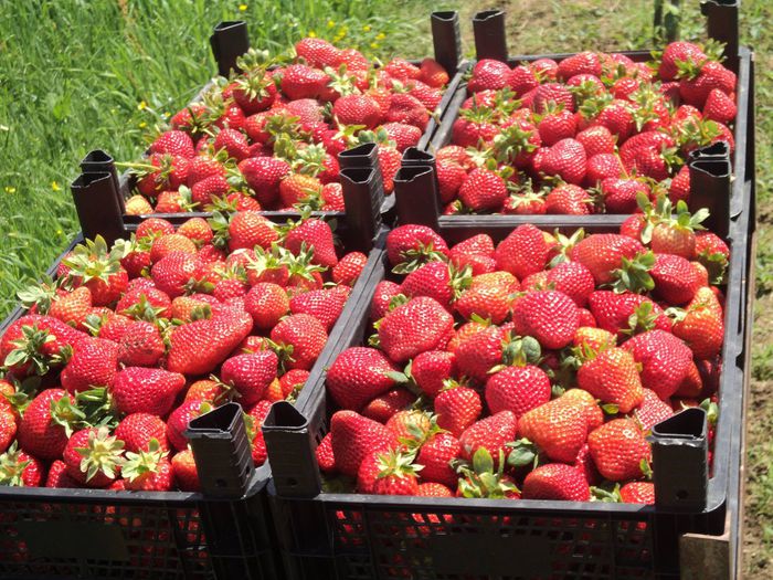 1956956_677151315654249_7898972777388783397_o