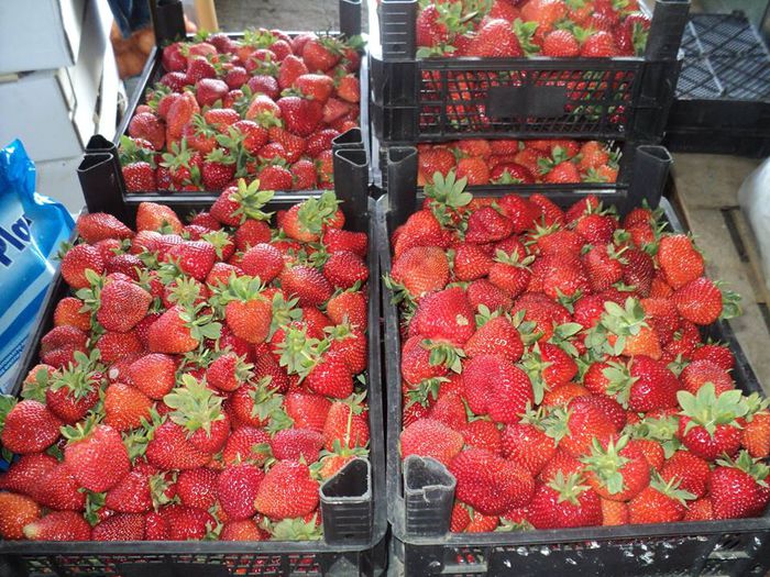 10408785_677151368987577_440257297299771315_n