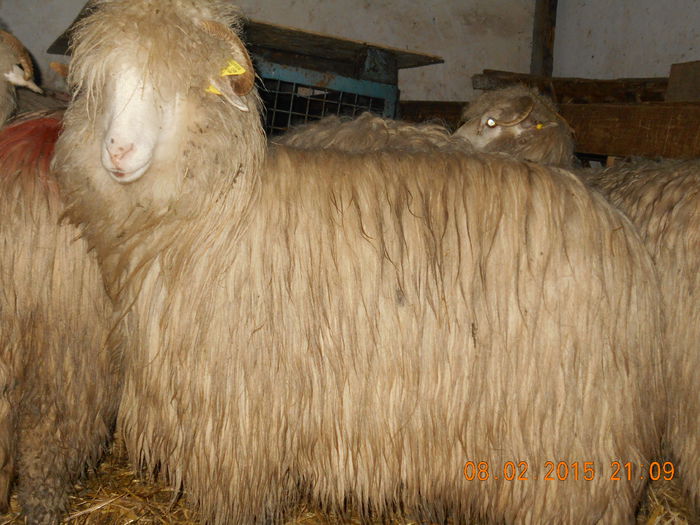 DSCN0897 - Balele anoastre
