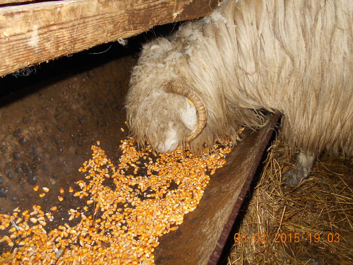 DSCN0842 - Balele anoastre