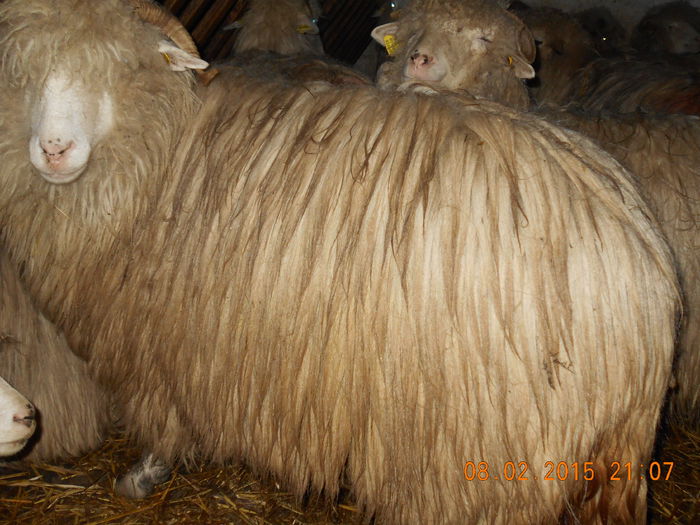 DSCN0890 - Balele anoastre