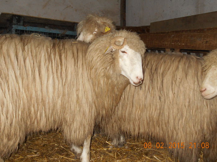 DSCN0893 - Balele anoastre