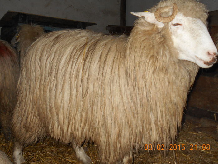 DSCN0894 - Balele anoastre