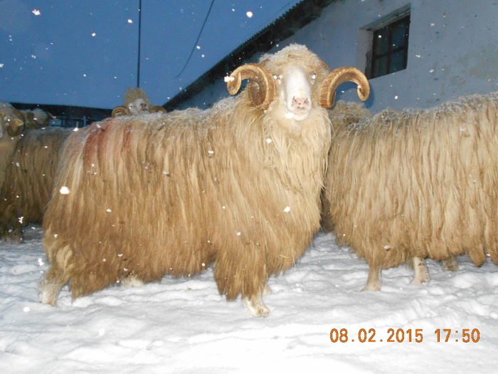 Picture 163 - Berbeci 2o14-2015