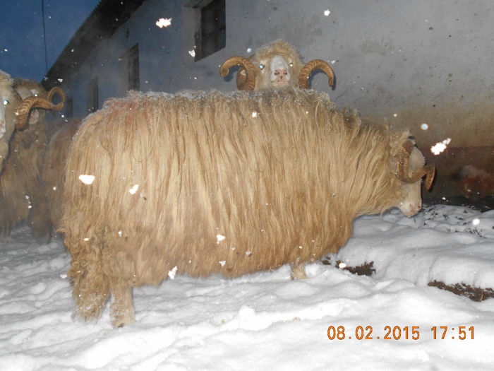 Picture 165 - Berbeci 2o14-2015